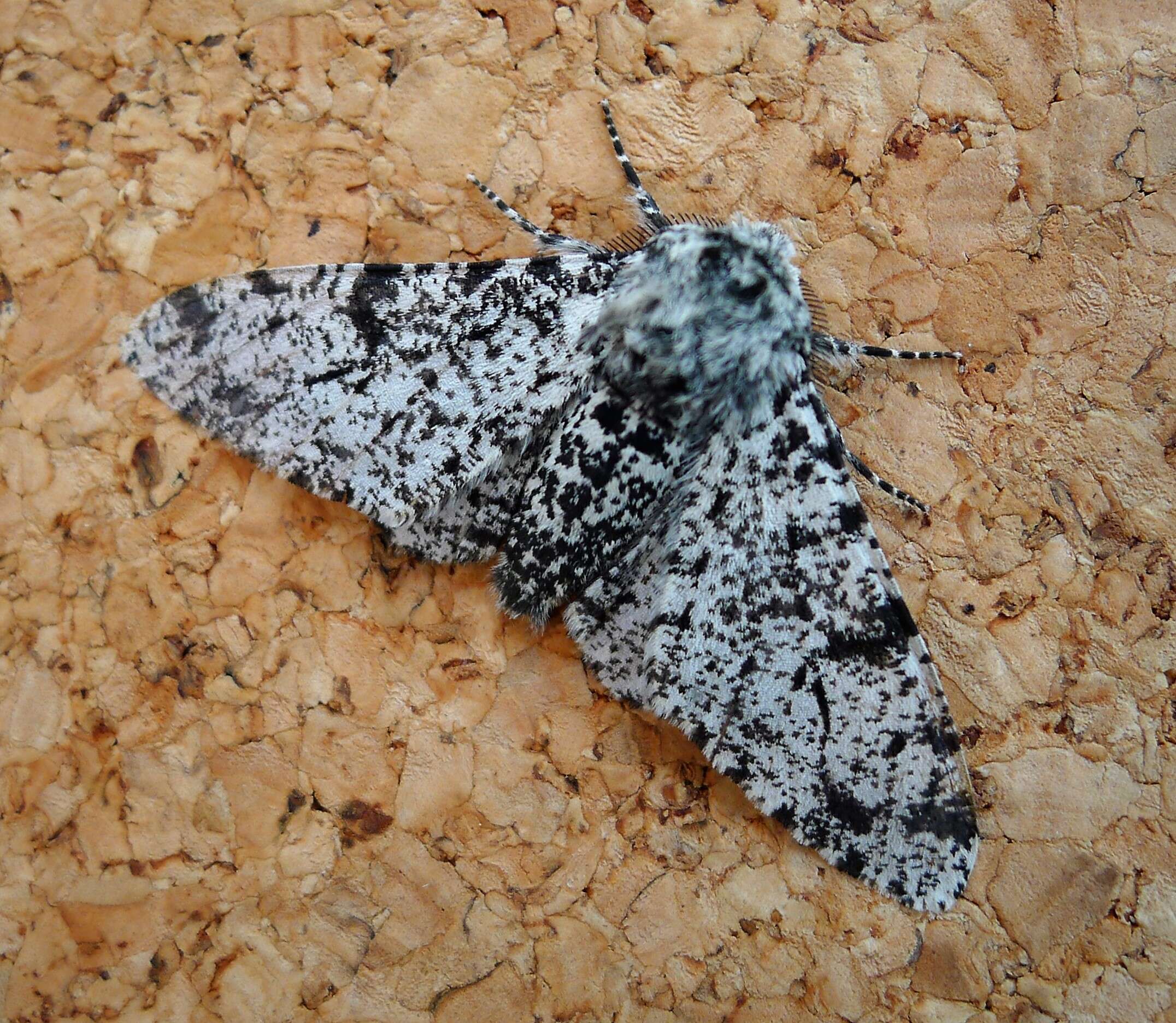 Image of peppered moth