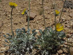 صورة Enceliopsis nudicaulis (A. Gray) A. Nels.