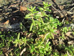 Image of White Stonecrop