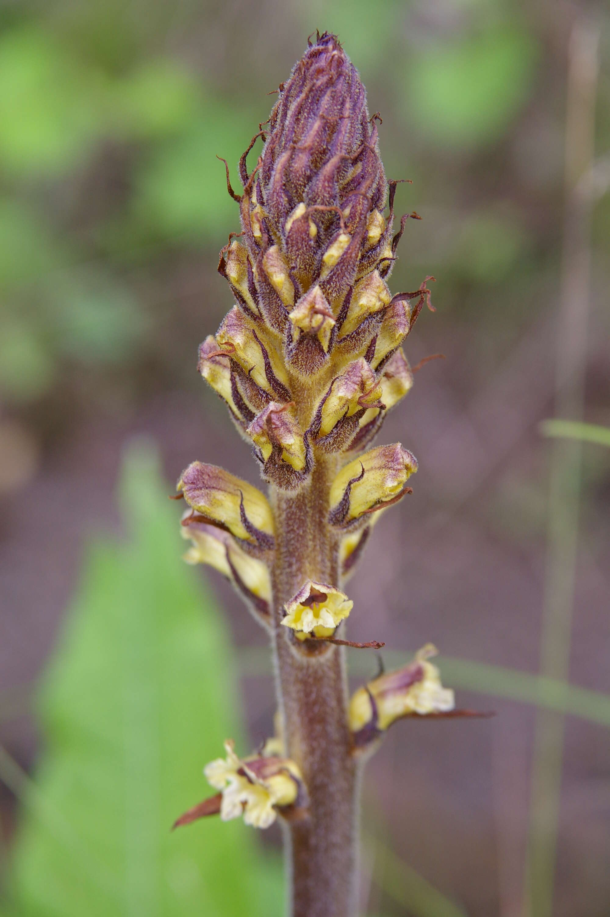 Imagem de Orobanche reticulata Wallr.