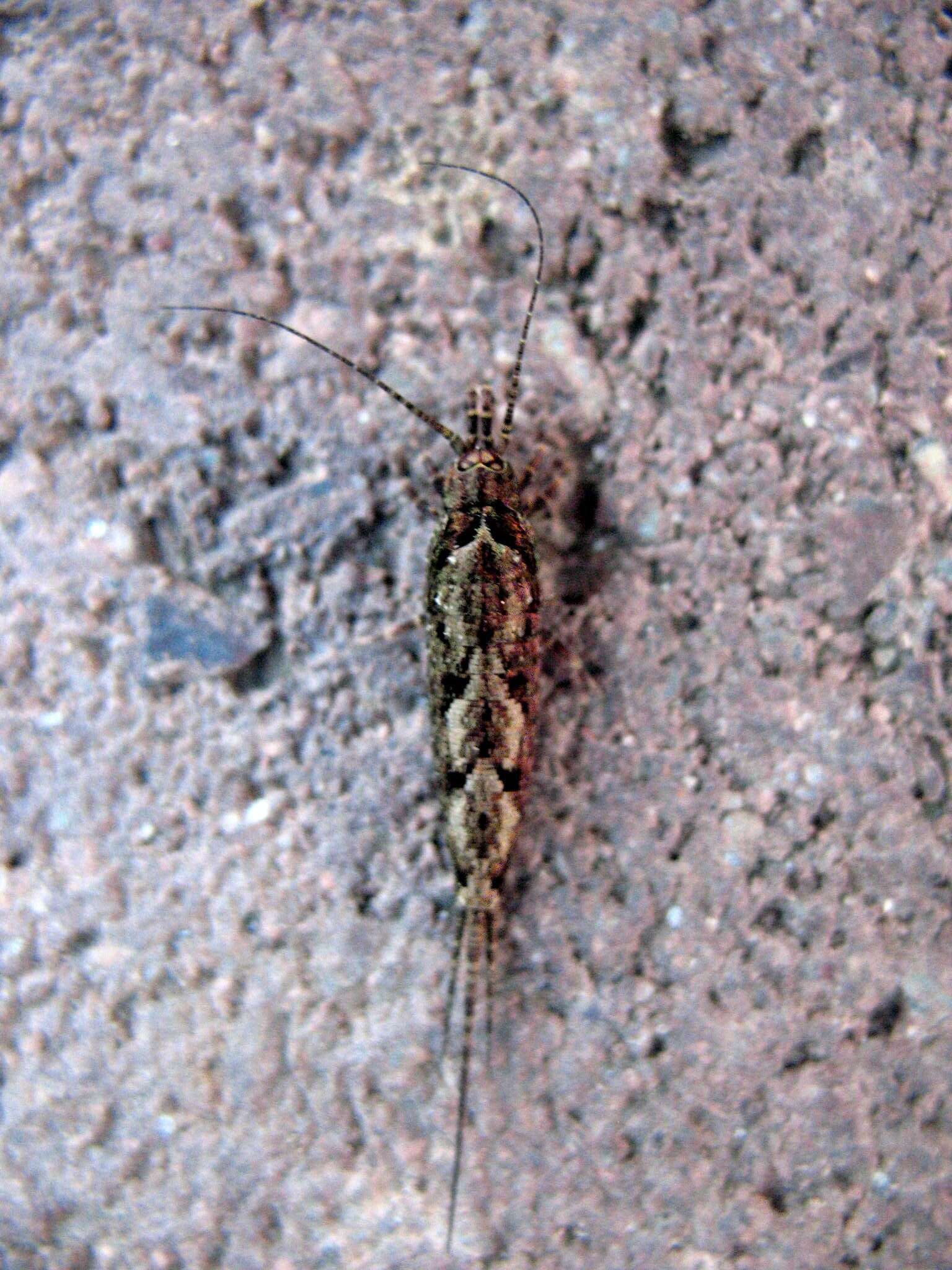 Image of jumping bristletails