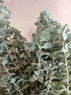 Image of sweet marjoram