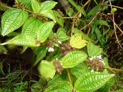 Image of soapbush