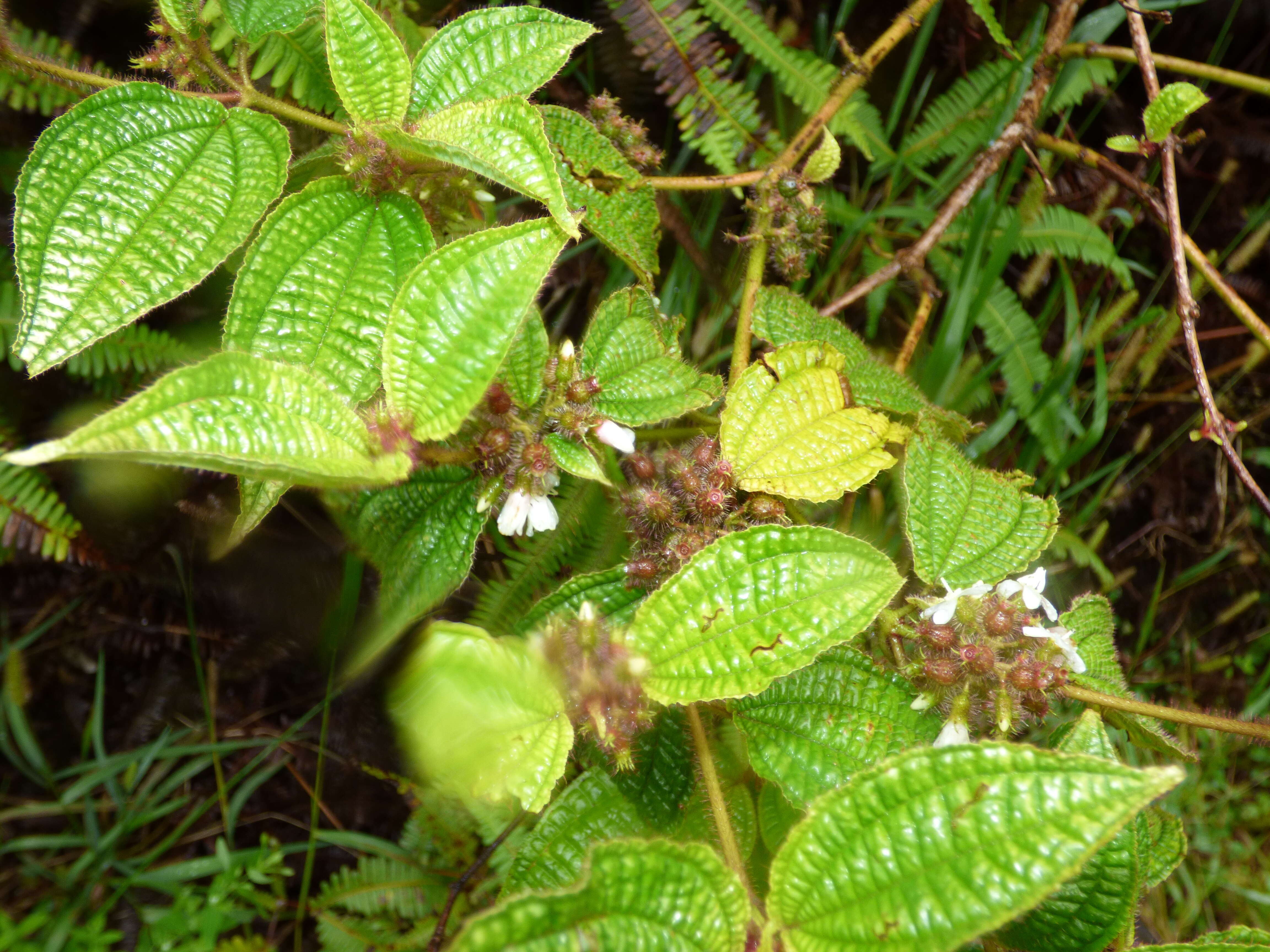 Image of soapbush