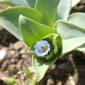 Image of oysterleaf