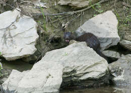 Image of American Mink