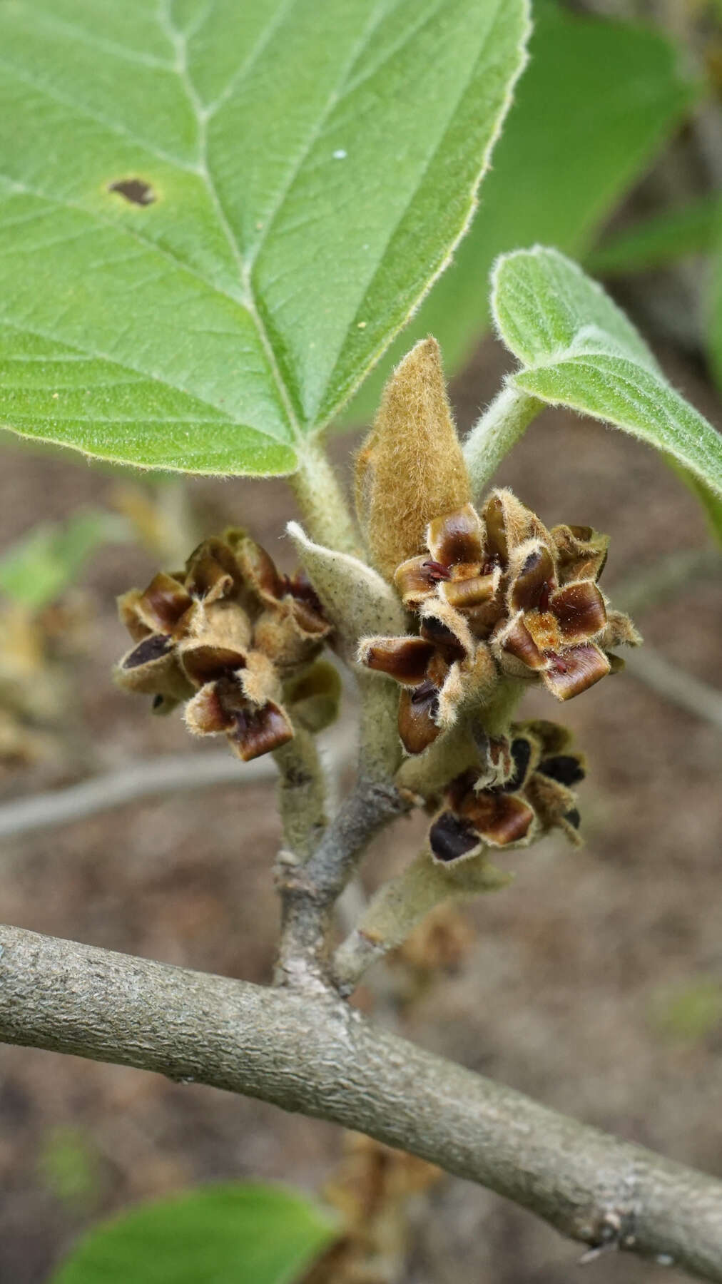 Hamamelis mollis Oliv. resmi