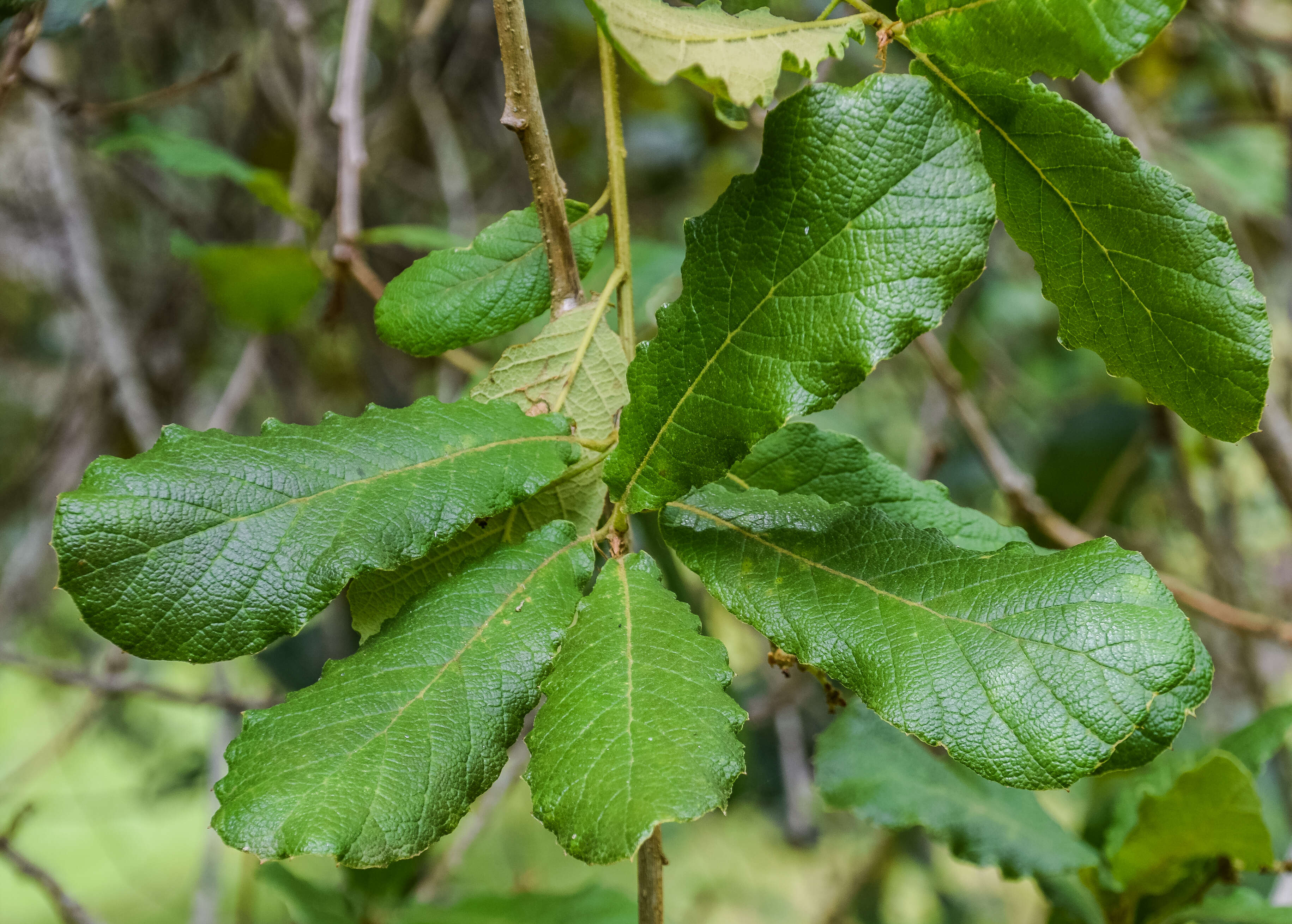 Image of netleaf oak