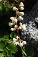 Image of alumroot