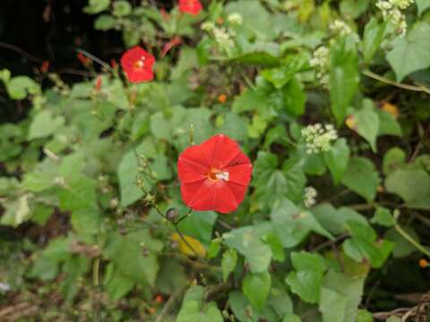 Image of Ipomoea coccinea