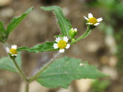 Galinsoga parviflora Cav. resmi