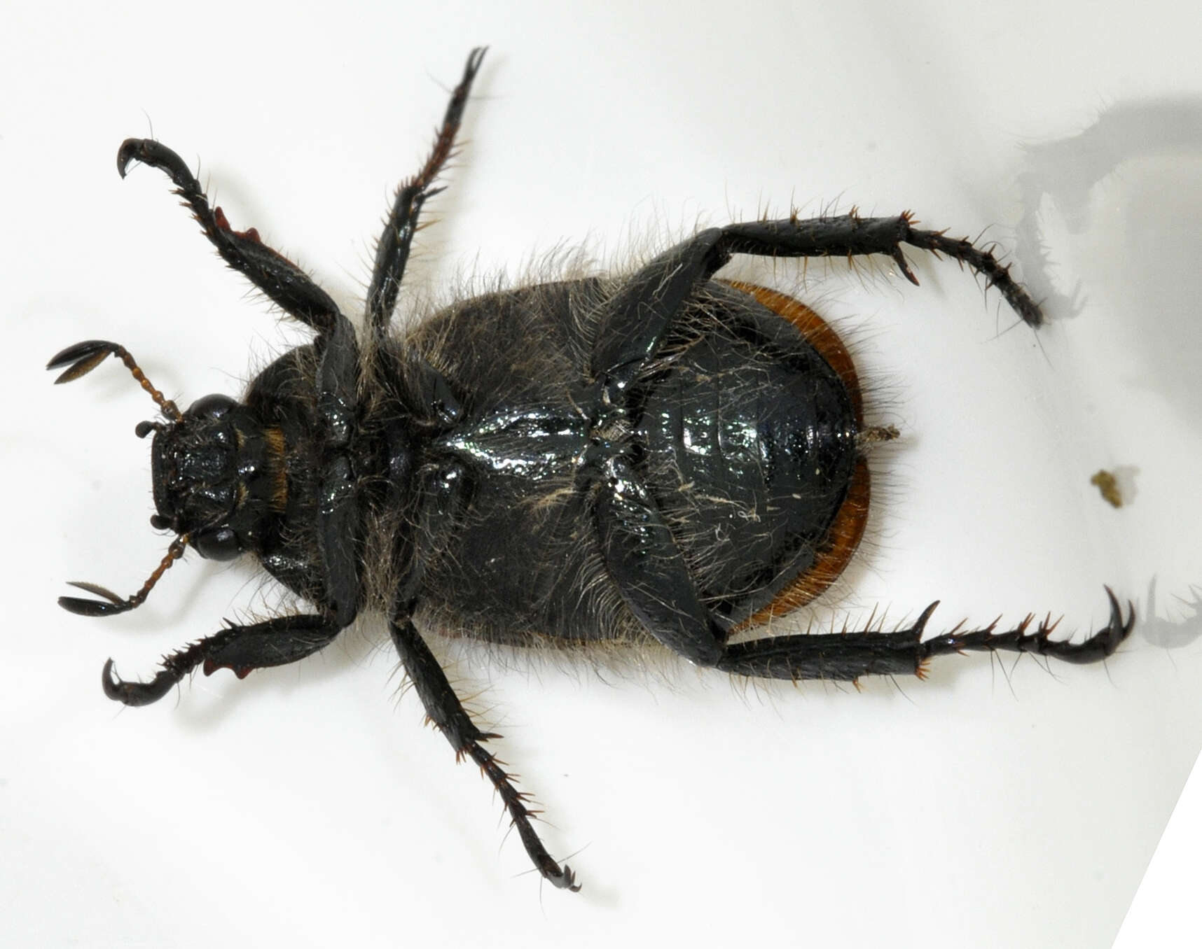 Image of Phyllopertha