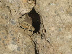 Image of common side-blotched lizard