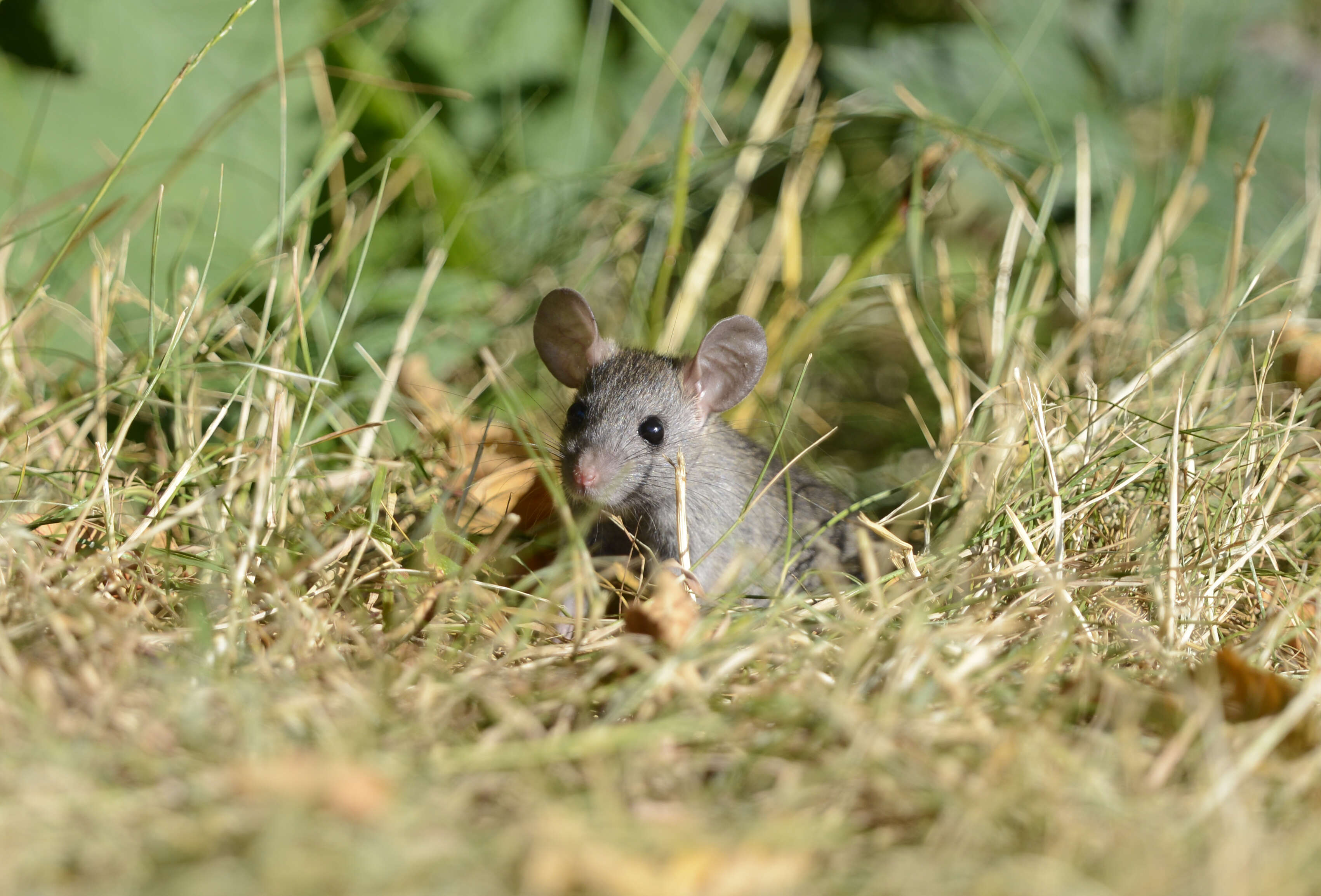 Image of Brown Rat