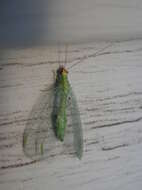 Image of Goldeneyed Lacewing