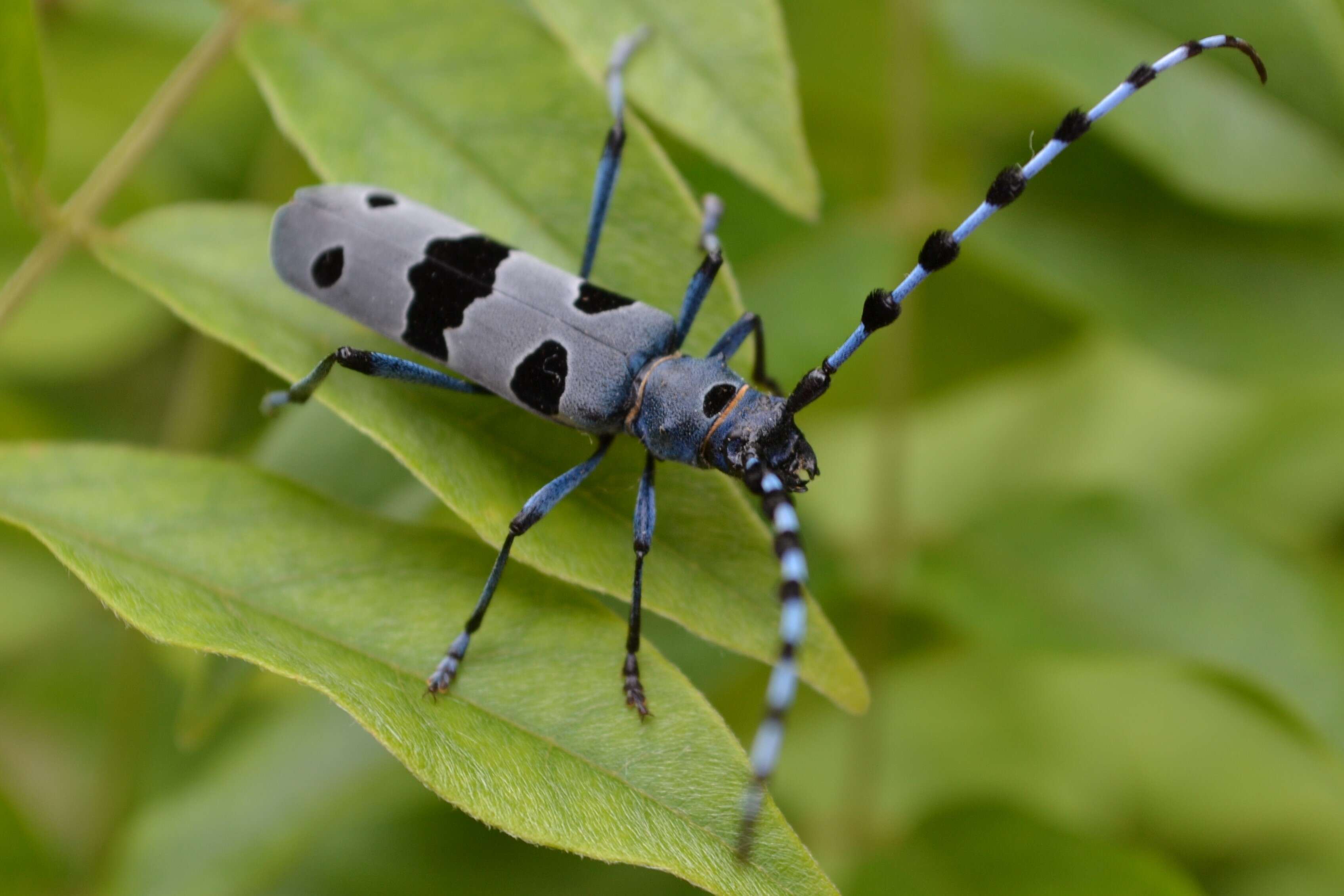 Image of Rosalia Longicorn