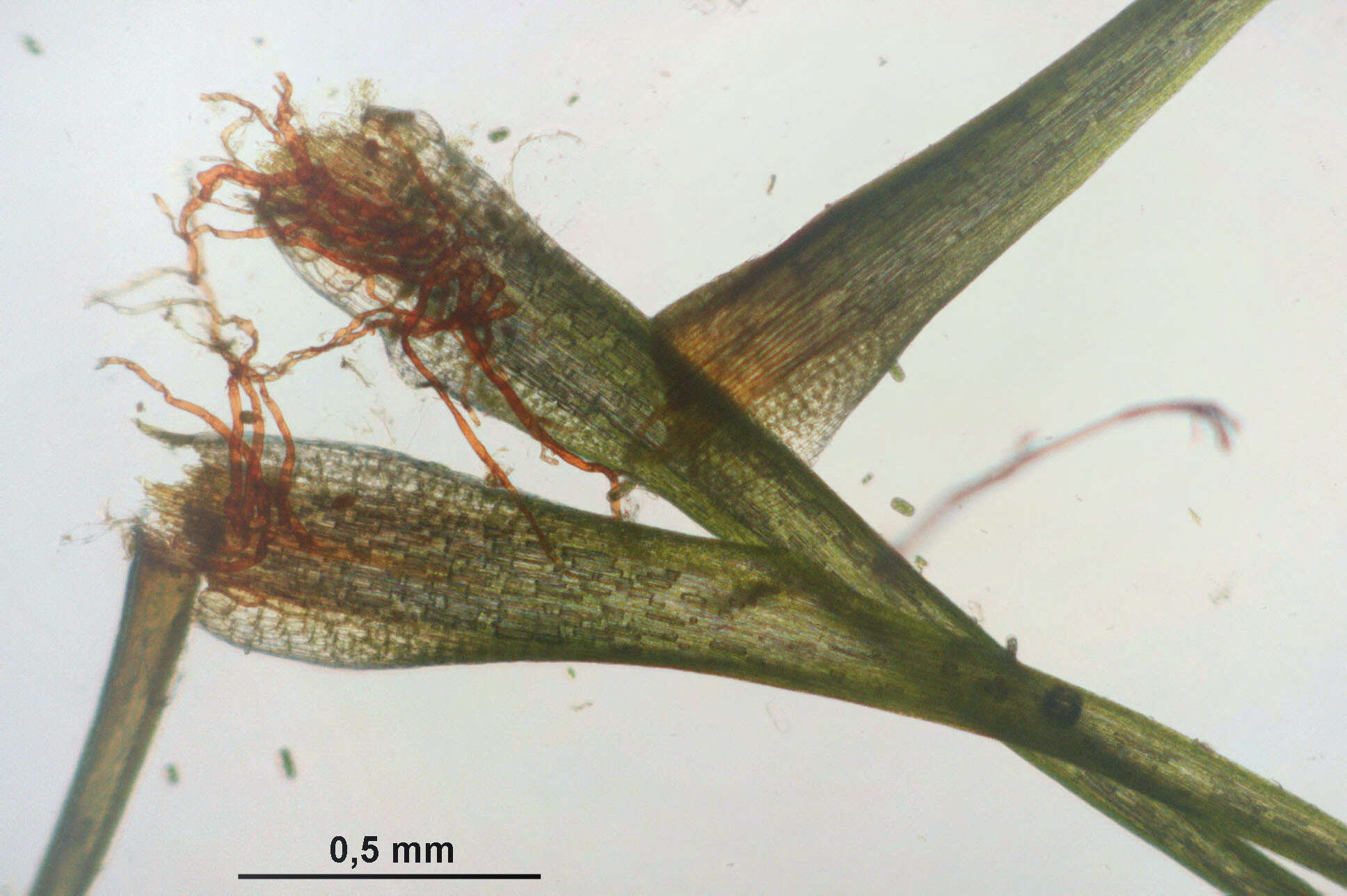 Image of campylopus moss