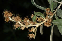 صورة Tarchonanthus camphoratus L.