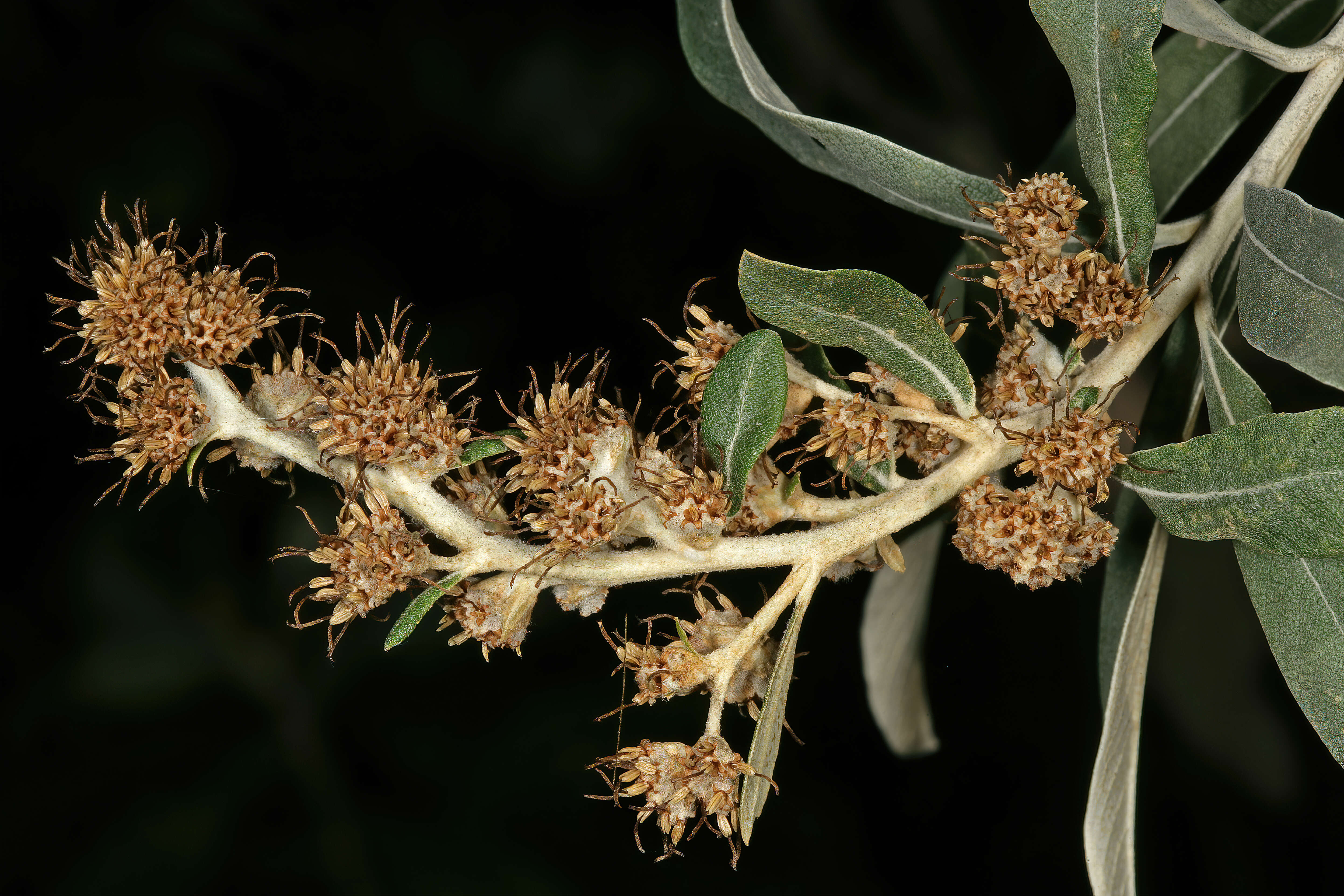 صورة Tarchonanthus camphoratus L.