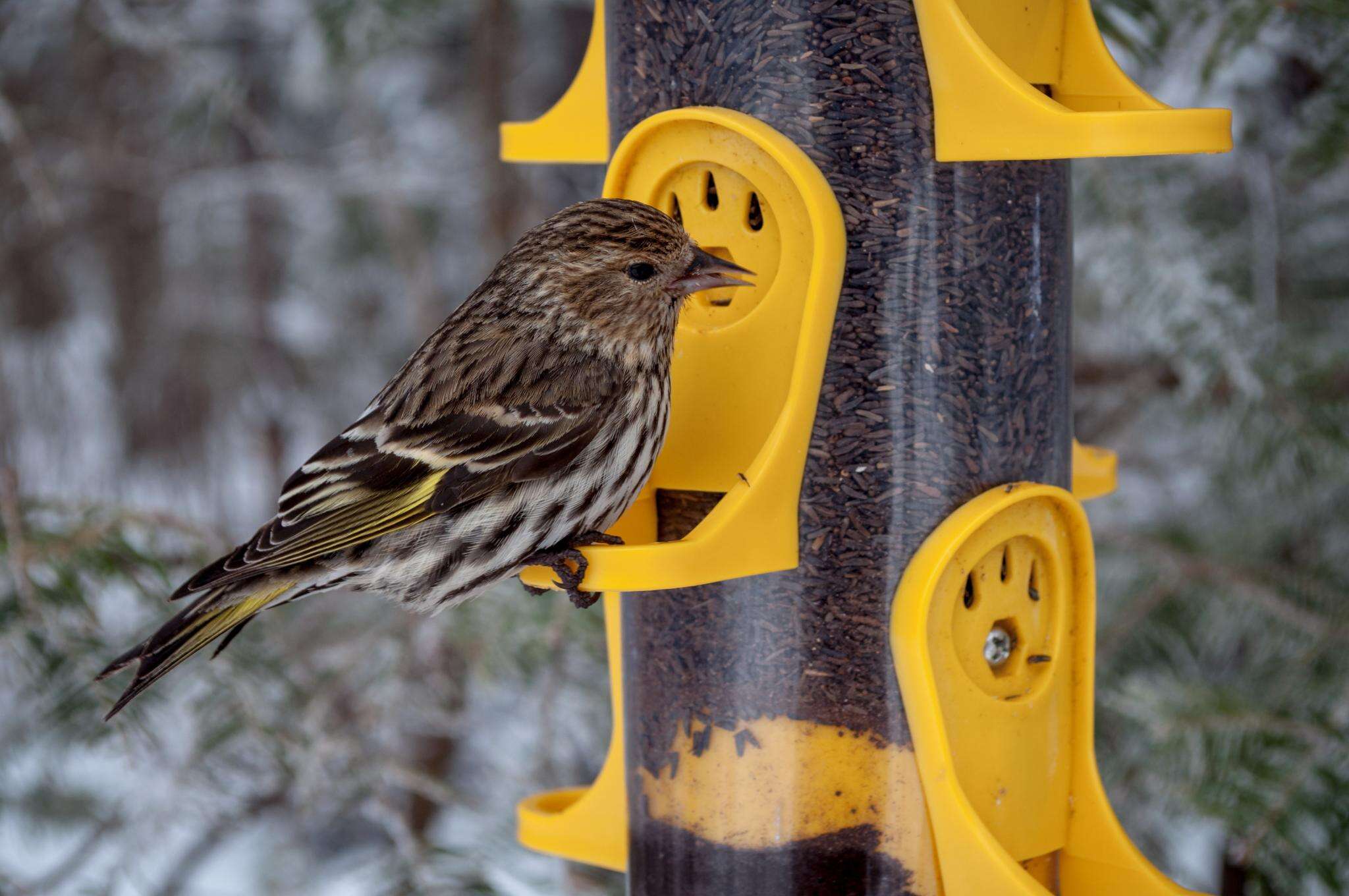 Image of Pine Siskin