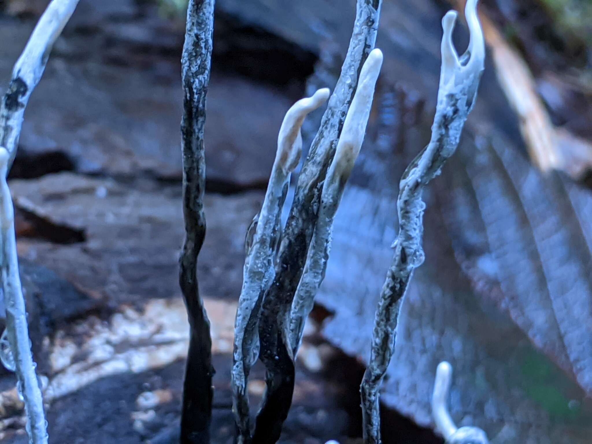 Image of Candle-snuff Fungus