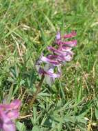 Слика од Corydalis cava (L.) Schweigger & Koerte