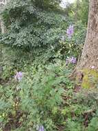 Image of Manchurian monkshood