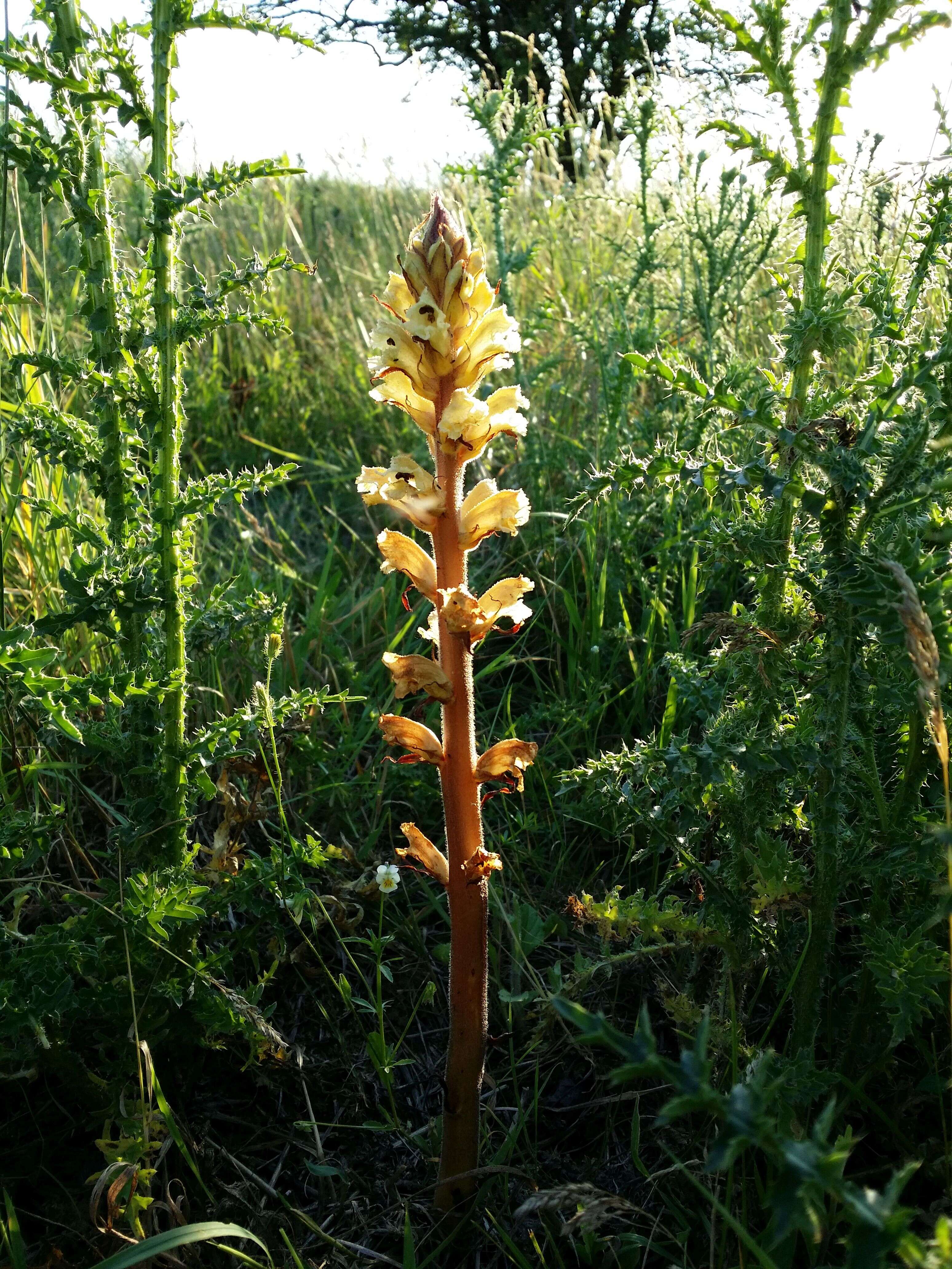 Imagem de Orobanche reticulata Wallr.