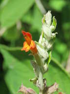 Image of Colquhounia coccinea Wall.