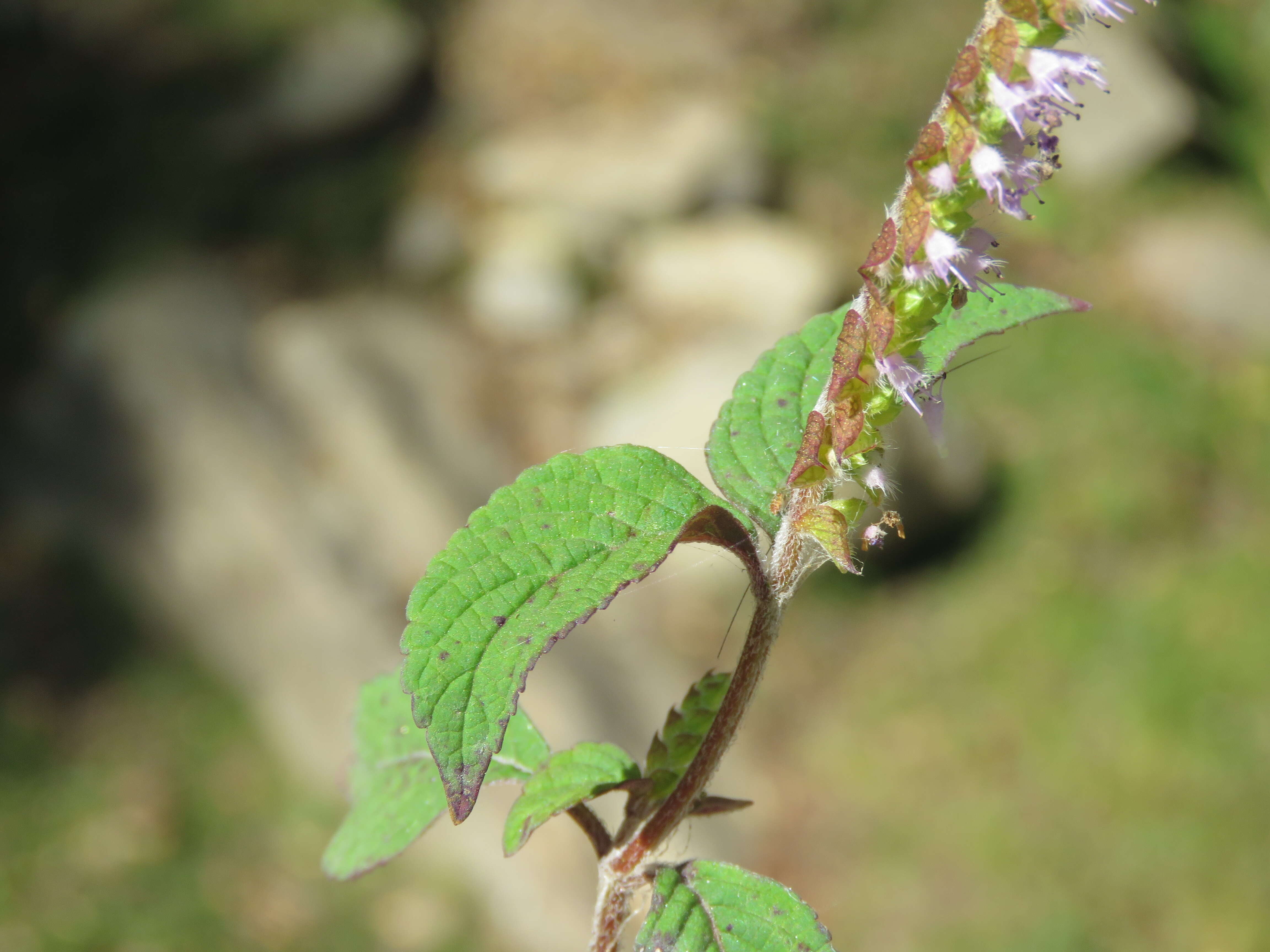 Слика од Elsholtzia ciliata (Thunb.) Hyl.