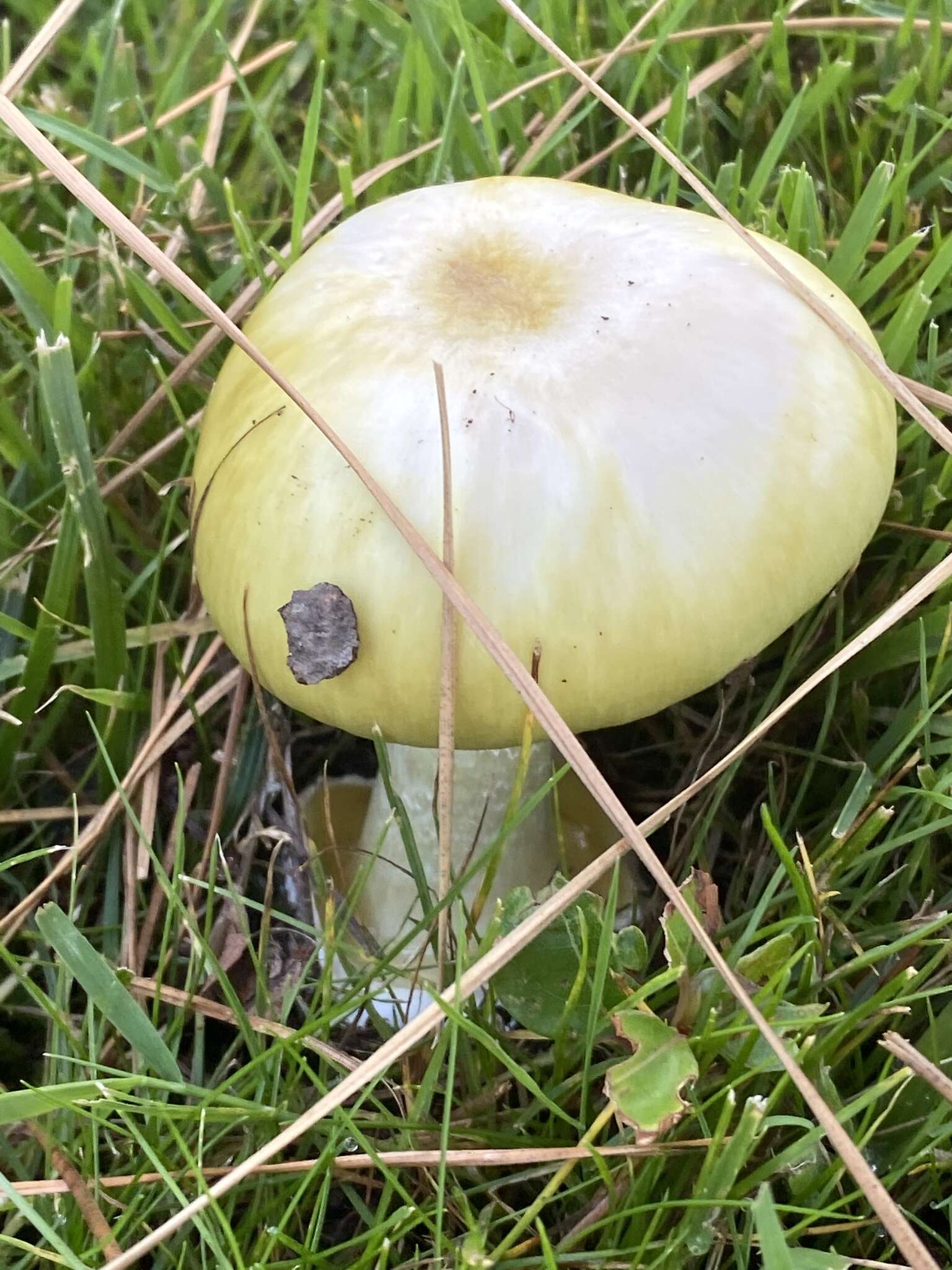 Image of Death cap