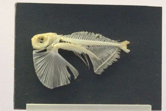 Image of Spotfin hatchetfish