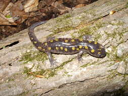 Слика од Ambystoma maculatum (Shaw 1802)