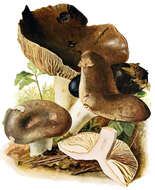 Image of Russula nigricans Fr. 1838