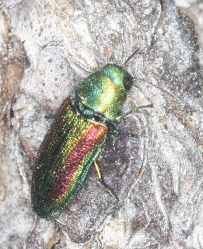 Image of Chrysophana