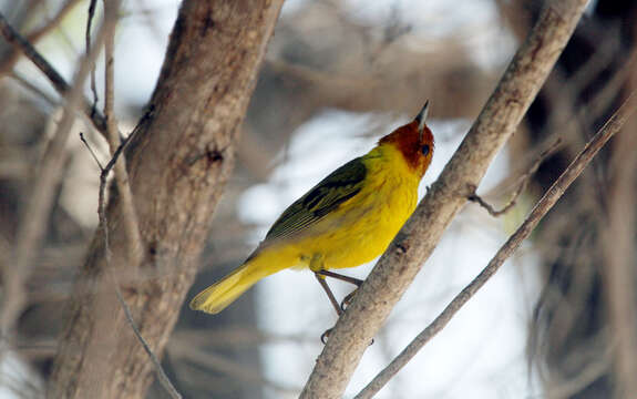 Image of Mangrove Warbler