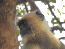 Image of Northern plains gray langur