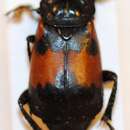 صورة Nicrophorus (Nicrophorus) oberthuri (Portevin 1924)