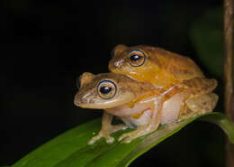 Image de Raorchestes luteolus (Kuramoto & Joshy 2003)