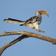 Image of Southern Yellow-billed Hornbill