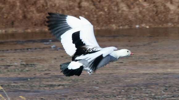 Image of Andean Goose