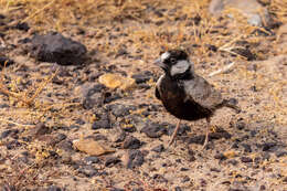 Image of Black-crowned Finch Lark