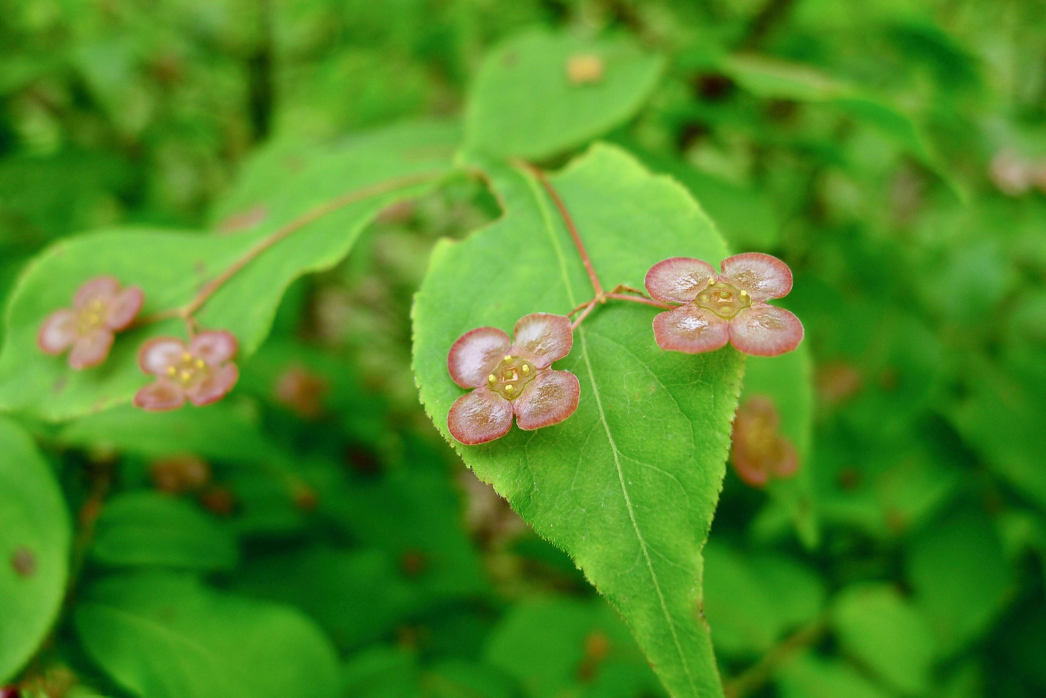 Image de Euonymus verrucosus Scop.