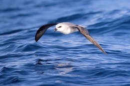 Image of White-headed Petrel