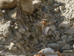 Image of Eurasian Sparrowhawk