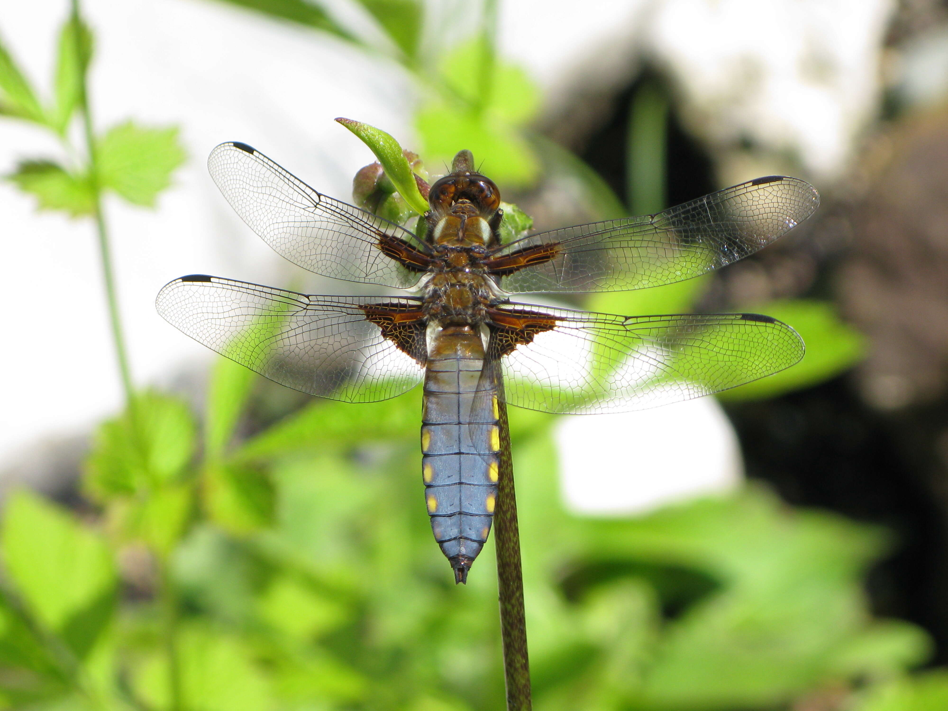 Image of Broad-bodied chaser