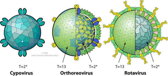 Image de Reovirales