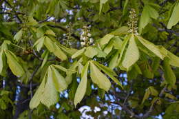 Image of European horse chestnut