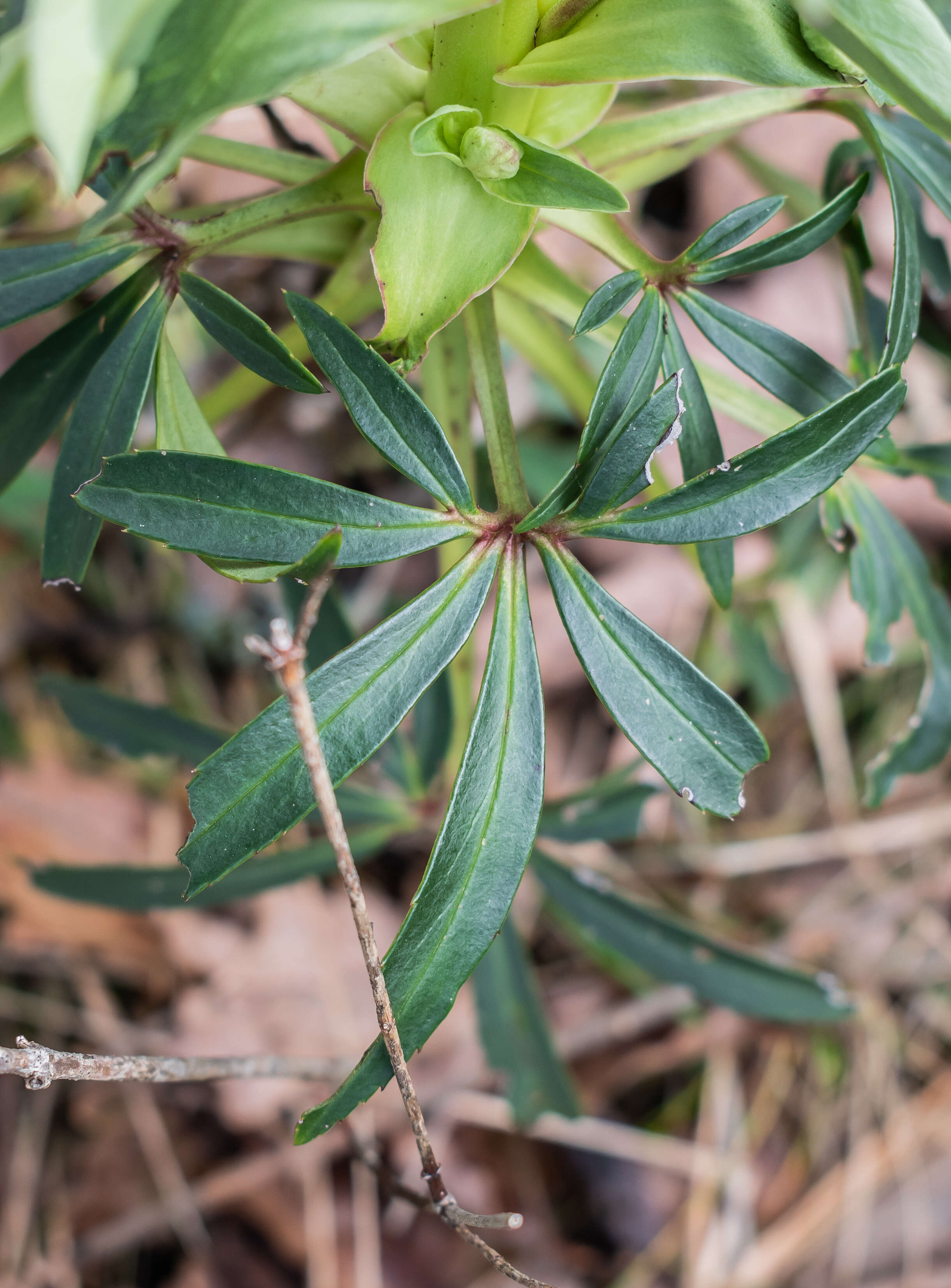 Image of Stinking Hellebore