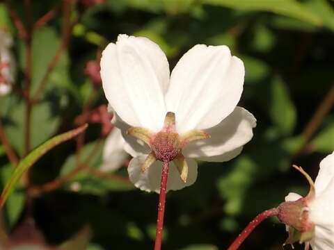 Image of slender pride of Rochester